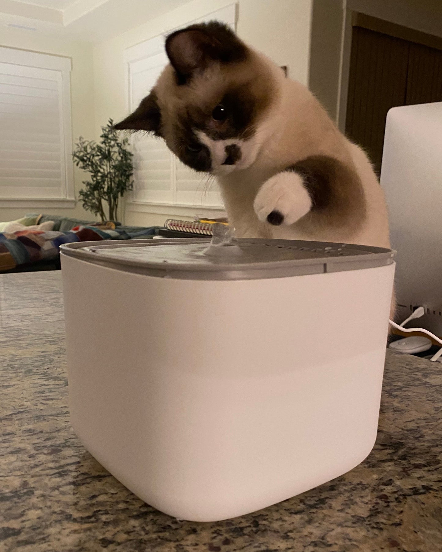 HydroPurr